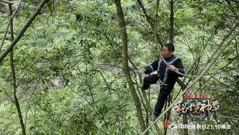 大山里的秘密,揭秘不为人知的秘密