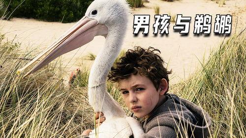 鹈鹕的故事,翱翔天空的勇气与智慧