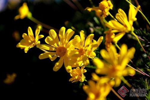 万花迎春,春意盎然的节日盛宴